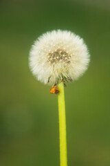 Portrait of a dandelion