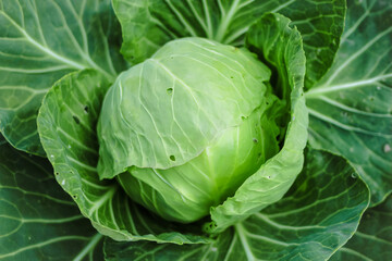 Green organic cabbage head close-up. Vegetables cabbage growing in the garden. Summer. autumn harvest, crop. Healthy food. Natural background.