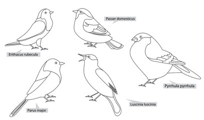 Fototapeta premium Titmouse, robin, nightingale and other birds living in Europe and America , real latin names. Black lines, contour style. Illustration can be used for coloring books.