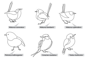 Fototapeta na wymiar Small tropical birds, real latin names. Black lines, contour style. Illustration can be used for coloring books.