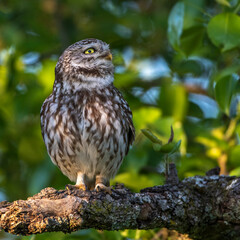 Steinkauz (Athene noctua)