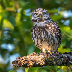 Steinkauz (Athene noctua)