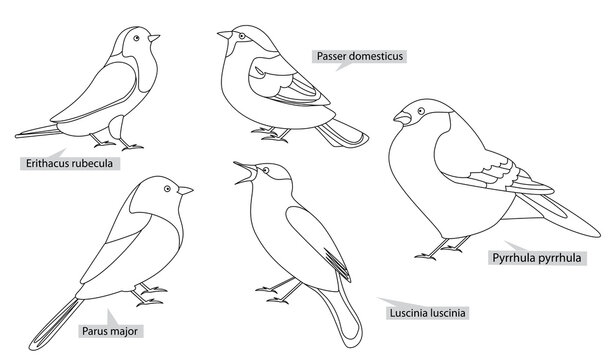 Titmouse, robin, nightingale and other birds living in Europe and America , real latin names. Black lines, contour style. Illustration can be used for coloring books.