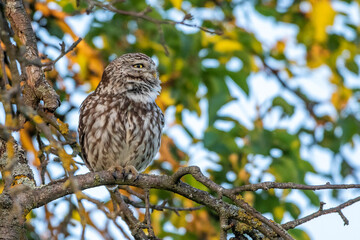 Steinkauz (Athene noctua)