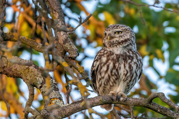 Steinkauz (Athene noctua)