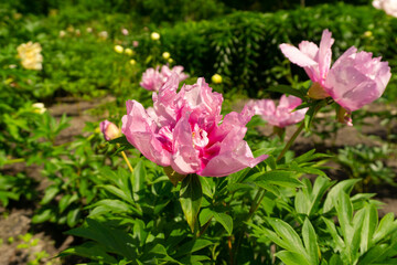 Peonies in natural background. peonies in garden. Peony sunny girl. pink peony.