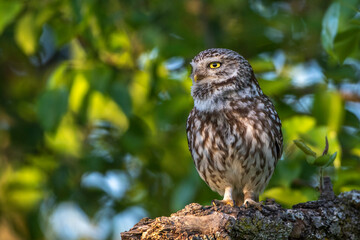 Steinkauz (Athene noctua)