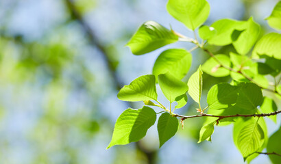 春の公園の綺麗な新緑の葉っぱの風景