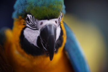 Macaw Parrot © Justin
