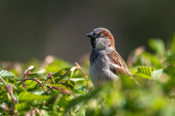 Haussperling (Passer domesticus) Männchen
