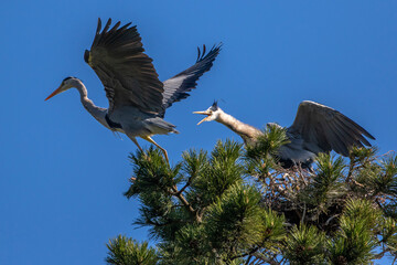Graureiher (Ardea cinerea)
