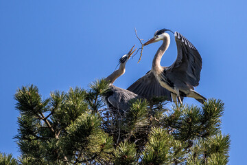 Graureiher (Ardea cinerea)