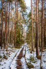 Wooden path through forest covered with snow. Typical bog landscape at sunny winter day.Selective focus. Kalnansu bog trail. Latvia. Baltic.