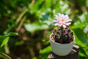 pink flower cactus in a pot