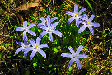 Blausterne ( Scilla ).