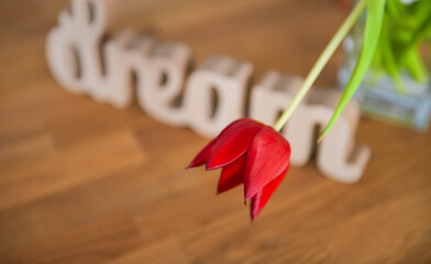 Red tulip in front of a wooden shape written with Dream text. Concept floral inspiring photography.