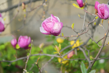 Purple magnolia flowers in front of a house. The beautiful color of the spring plants. Detail and close up view. Floral photography.