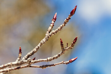 山の木のつぼみ