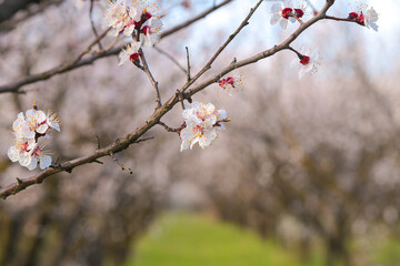 Spring blossom flowers. Close up detail view of these beautiful plants in great sunset light. Season specific.