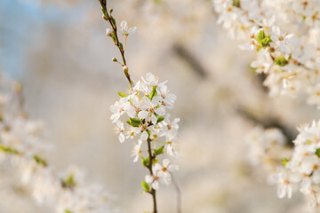 Spring blossom flowers. Close up detail view of these beautiful plants in great sunset light. Season specific.