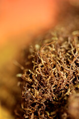 Rolling smoking tobacco leaves macro modern background stock photography high quality big size prints