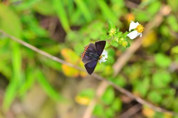 Butterfly from the Taiwan (Heliophorus ila matsumurae) Red Edge yellow little butterfly