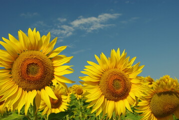 Fototapeta premium Close up of two sunflowers, in a field