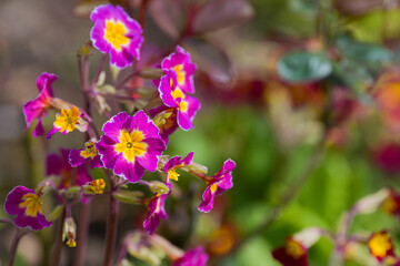Primrose plant (primula vulgaris). A lot of this beautiful multi-coloured spring flowers. Close-up view.