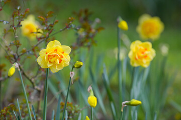 Daffodils flowers. Close up details of this beautiful plants of the spring season. Beautiful view.