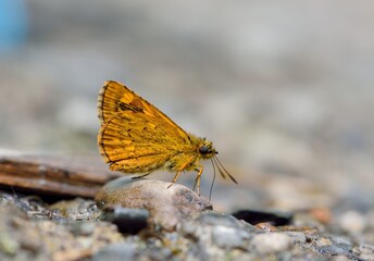 Butterfly from the Taiwan (Ampittia virgata myakei Matsumura)Yellow star butterfly 