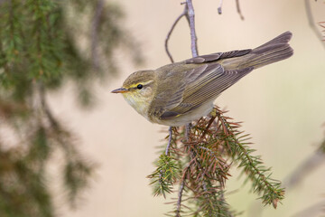Fitis (Phylloscopus trochilus)