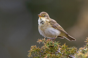 Fitis (Phylloscopus trochilus)