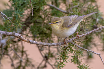 Fitis (Phylloscopus trochilus)