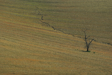 A lonely dead tree with the background of the arid countryside. Molise, Italy