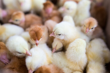 Little yellow chickens top view. A group of diurnal cute beautiful chickens.