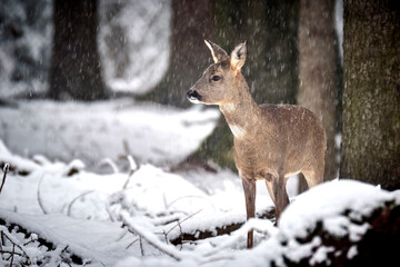 Reh ( Capreolus capreolus ). © Michael