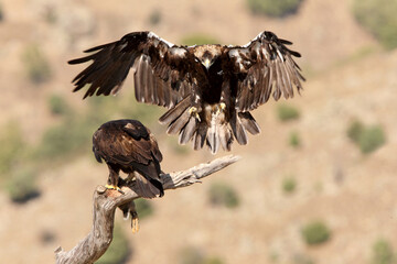Adult female Spanish Imperial Eagle arriving at her favorite perch where the male awaits her with a freshly hunted rabbit