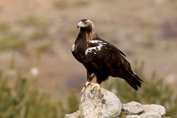 Adult female Spanish Imperial Eagle on her favorite watchtower with first morning lights