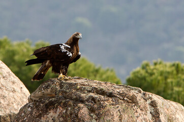 Adult female Spanish Imperial Eagle on her favorite watchtower with first morning lights