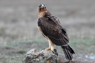 Two-year-old female Bonelli's Eagle with the first light of day at her favorite perch