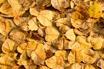 Bodhi leaves that fell to the ground