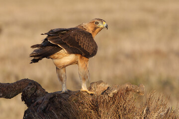 Two-year-old female Bonelli's Eagle with the first light of day at her favorite perch