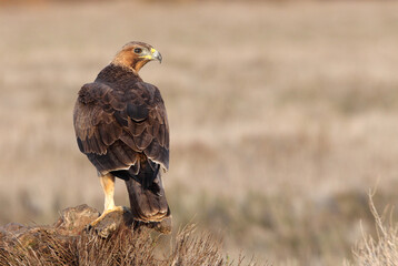 Two-year-old female Bonelli's Eagle with the first light of day at her favorite perch