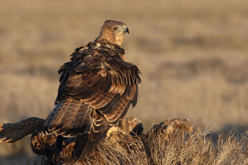 Two-year-old female Bonelli's Eagle with the first light of day at her favorite perch