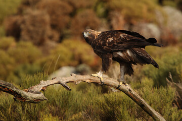 Male Golden Eagle in a high mountain area with the first light of day at his favorite watchtower