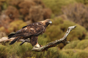 Male Golden Eagle in a high mountain area with the first light of day at his favorite watchtower