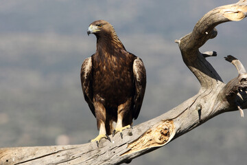 Female Golden Eagle in a high mountain area with the first light of day at his favorite watchtower