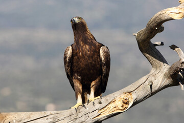 Female Golden Eagle in a high mountain area with the first light of day at his favorite watchtower