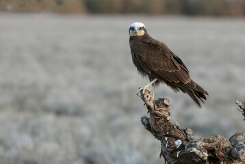 Adult female Western marsh harrier in a wetland in central Spain with the first light of day