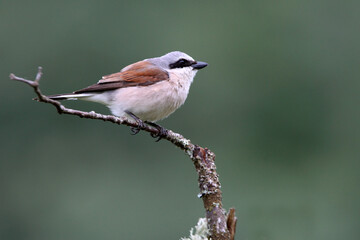 Male Red-backed shrike with the first light of day at his favorite perch in his breeding territory
